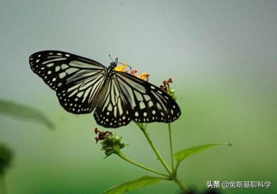 ​为什么地球上大多数生物都是对称（造成生物界对称根本原因）