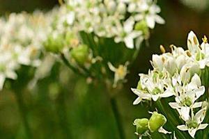 韭菜花多少钱一斤？韭菜花市场行情