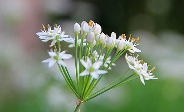 韭菜花多少钱一斤？韭菜花市场行情