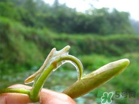 莼菜的营养价值 莼菜的功效与作用