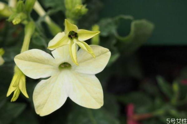 花烟草是一种什么植物呢 花烟草的作用有什么呢