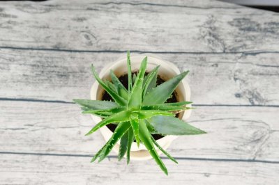 ​多肉植物介绍