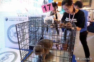 ​安徽芜湖：猫咪选美大赛举办，一只身价2万5千元的猫宝惊艳亮相