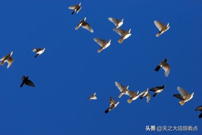 ​鸽子吃什么食物长得大又壮又肥（鸽子吃什么粮食最好）