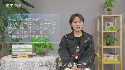 ​巨大泰迪叫什么「巨型泰迪百度百科」