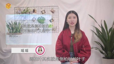 ​侧柏树的叶子是什么样子的 什么是侧柏叶树图片大全