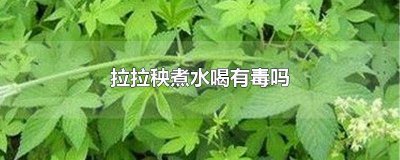 ​拉拉秧泡水喝有毒吗 拉拉秧喝水有毒没