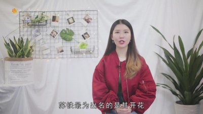 ​苏铁是大乔木还是小乔木 苏铁是木本植物吗