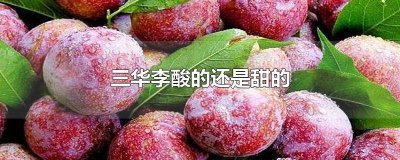 ​三华李放久了会甜吗 三华李太酸怎么做甜一些