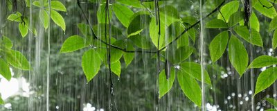 ​热带雨林常见动物 热带雨林常见动物有哪些危险特征