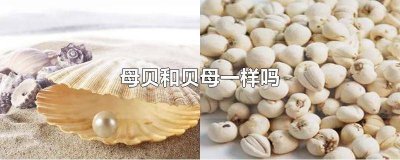 ​母贝跟贝母有什么区别 贝母与母贝的区别是什么