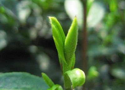 ​龙井明前茶和雨前茶的区别是什么