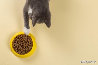 ​猫粮哪个牌子质量好性价比高（性价比高的国产猫粮有哪些）