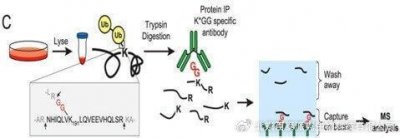 ​泛素化蛋白组学：解析蛋白质泛素化的重要作用与机制是什么？