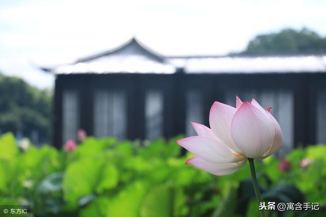 杭州映像｜西湖十景之“曲院风荷”水墨荷花水雾濛