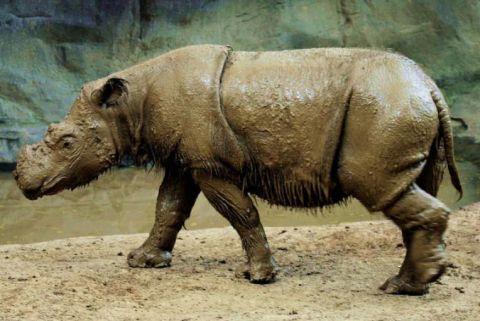 5种已灭绝消逝的物种，第4种曾广泛生存在中国