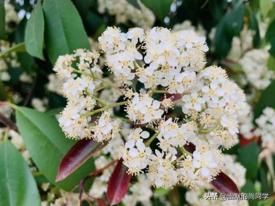 ​石楠花香为什么会称为“最污花”